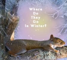 Squirel